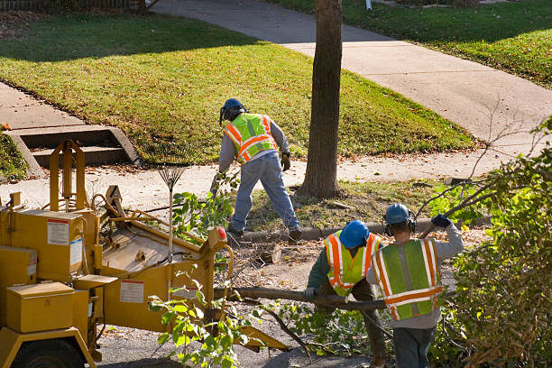 Federalsburg, MD  Tree Services Company